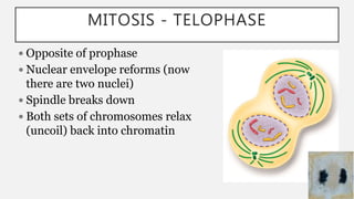 MITOSIS - TELOPHASE
 Opposite of prophase
 Nuclear envelope reforms (now
there are two nuclei)
 Spindle breaks down
 Both sets of chromosomes relax
(uncoil) back into chromatin
 