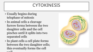 CYTOKINESIS
 Usually begins during
telophase of mitosis
 In animal cells a cleavage
furrow forms between the two
daughter cells and the cell
pinches until it splits into two
separated cells
 In plant cells a cell plate forms
between the two daughter cells;
this eventually forms the cell
 