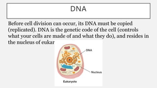 DNA
Before cell division can occur, its DNA must be copied
(replicated). DNA is the genetic code of the cell (controls
what your cells are made of and what they do), and resides in
the nucleus of eukaryotic cells.
 