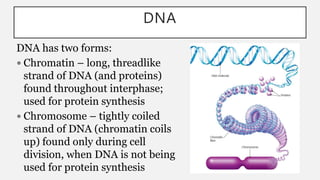 DNA
DNA has two forms:
 Chromatin – long, threadlike
strand of DNA (and proteins)
found throughout interphase;
used for protein synthesis
 Chromosome – tightly coiled
strand of DNA (chromatin coils
up) found only during cell
division, when DNA is not being
used for protein synthesis
 