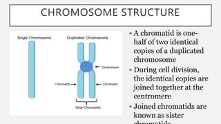 CHROMOSOME STRUCTURE
 A chromatid is one-
half of two identical
copies of a duplicated
chromosome
 During cell division,
the identical copies are
joined together at the
centromere
 Joined chromatids are
known as sister
 