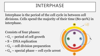 INTERPHASE
Interphase is the period of the cell cycle in between cell
divisions. Cells spend the majority of their time (80-90%) in
interphase.
Consists of four phases:
 G1 – period of cell growth
 S – DNA replication
 G2 – cell division preparation
 G0 – special phase – cell cycle arrest
 