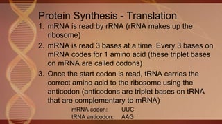 Protein Read BU5.3 Protein Synthesis | PPTX