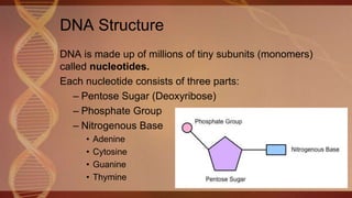 DNA Structure
DNA is made up of millions of tiny subunits (monomers)
called nucleotides.
Each nucleotide consists of three parts:
– Pentose Sugar (Deoxyribose)
– Phosphate Group
– Nitrogenous Base
• Adenine
• Cytosine
• Guanine
• Thymine
 