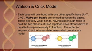 Watson & Crick Model
• Each base will only bond with one other specific base (A=T,
C=G). Hydrogen bonds are formed between the bases.
These are fairly weak bonds, having just enough force to
hold the two strands of DNA together (DNA strands have to
be able to separate easily to function). The order (or
sequence) of the bases determines what proteins are
made!
 
