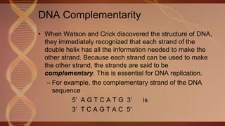 BU5.1 Nucleic Acids (DNA & RNA) | PPT
