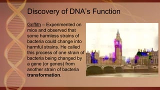 Discovery of DNA’s Function
Griffith – Experimented on
mice and observed that
some harmless strains of
bacteria could change into
harmful strains. He called
this process of one strain of
bacteria being changed by
a gene (or genes) from
another strain of bacteria
transformation.
 