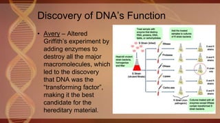 Discovery of DNA’s Function
• Avery – Altered
Griffith’s experiment by
adding enzymes to
destroy all the major
macromolecules, which
led to the discovery
that DNA was the
“transforming factor”,
making it the best
candidate for the
hereditary material.
 