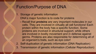 Function/Purpose of DNA
1. Storage of genetic information
DNA’s major function is to code for proteins
– Recall that proteins are very important molecules in our
cells. They are involved in virtually all cell functions! Each
protein within the body has a specific function. Some
proteins are involved in structural support, while others
are involved in bodily movement and in defense against
germs. Proteins are also responsible for determining all of
an organism’s traits, such as eye color!
2. Self-duplication of genetic information (DNA Replication)
3. Transmission of genetic information (Cellular Reproduction)
 