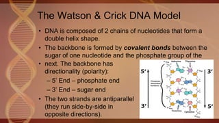 The Watson & Crick DNA Model
• DNA is composed of 2 chains of nucleotides that form a
double helix shape.
• The backbone is formed by covalent bonds between the
sugar of one nucleotide and the phosphate group of the
• next. The backbone has
directionality (polarity):
– 5’ End – phosphate end
– 3’ End – sugar end
• The two strands are antiparallel
(they run side-by-side in
opposite directions).
 
