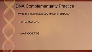 DNA Complementarity Practice
• Write the complementary strand of DNA for:
– ATG TGA CAG
– AAT CCG TAG
 