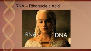 RNA – Ribonucleic Acid
 