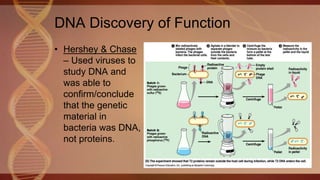 DNA Discovery of Function
• Hershey & Chase
– Used viruses to
study DNA and
was able to
confirm/conclude
that the genetic
material in
bacteria was DNA,
not proteins.
 