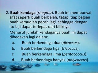 2. Buah kendaga (rhegma). Buah ini mempunyai
sifat seperti buah berbelah, tetapi tiap bagian
buah kemudian pecah lagi, sehingga dengan
itu biji dapat terlepas dari biliknya.
Menurut jumlah kendaganya buah ini dapat
dibedakan lagi dalam:
a. Buah berkendaga dua (dicoccus).
b. Buah berkendaga tiga (tricoccus).
c. Buah berkendaga lima (pentacoccus).
d. Buah berkendaga banyak (polycoccus).
 