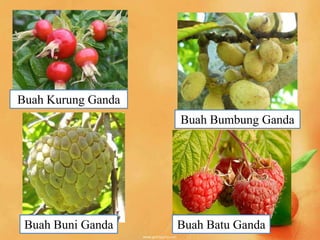 Buah | PPTX