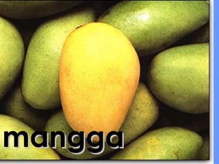 mangga 