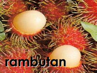 rambutan 