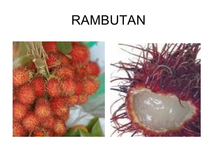 Buah Buahan Tempatan1 508816