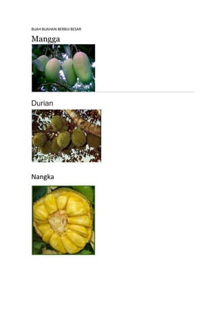 BUAH BUAHAN BERBIJI BESAR 
Mangga 
Durian 
Nangka 
 