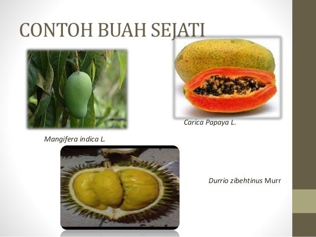 Buah Fructus Buah Fructus