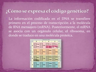  La información codificada en el DNA se transfiere

primero en el proceso de transcripción a la molécula
de RNA mensajero (mRNA). Posteriormente, el mRNA
se asocia con un orgánulo celular, el ribosoma, en
donde se traduce en una molécula proteica.

 