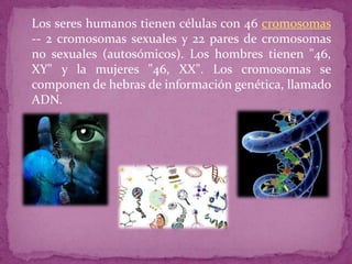  Los seres humanos tienen células con 46 cromosomas

-- 2 cromosomas sexuales y 22 pares de cromosomas
no sexuales (autosómicos). Los hombres tienen "46,
XY" y la mujeres "46, XX". Los cromosomas se
componen de hebras de información genética, llamado
ADN.

 