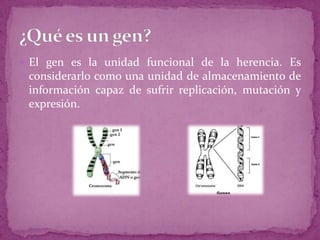  El gen es la unidad funcional de la herencia. Es

considerarlo como una unidad de almacenamiento de
información capaz de sufrir replicación, mutación y
expresión.

 