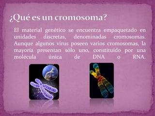  El material genético se encuentra empaquetado en

unidades discretas, denominadas cromosomas.
Aunque algunos virus poseen varios cromosomas, la
mayoría presentan sólo uno, constituido por una
molécula
única
de
DNA
o
RNA.

 