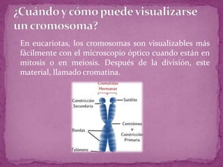  En eucariotas, los cromosomas son visualizables más

fácilmente con el microscopio óptico cuando están en
mitosis o en meiosis. Después de la división, este
material, llamado cromatina.

 