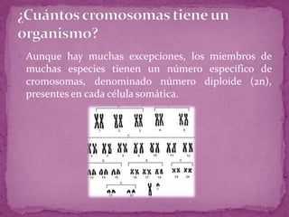  Aunque hay muchas excepciones, los miembros de

muchas especies tienen un número específico de
cromosomas, denominado número diploide (2n),
presentes en cada célula somática.

 