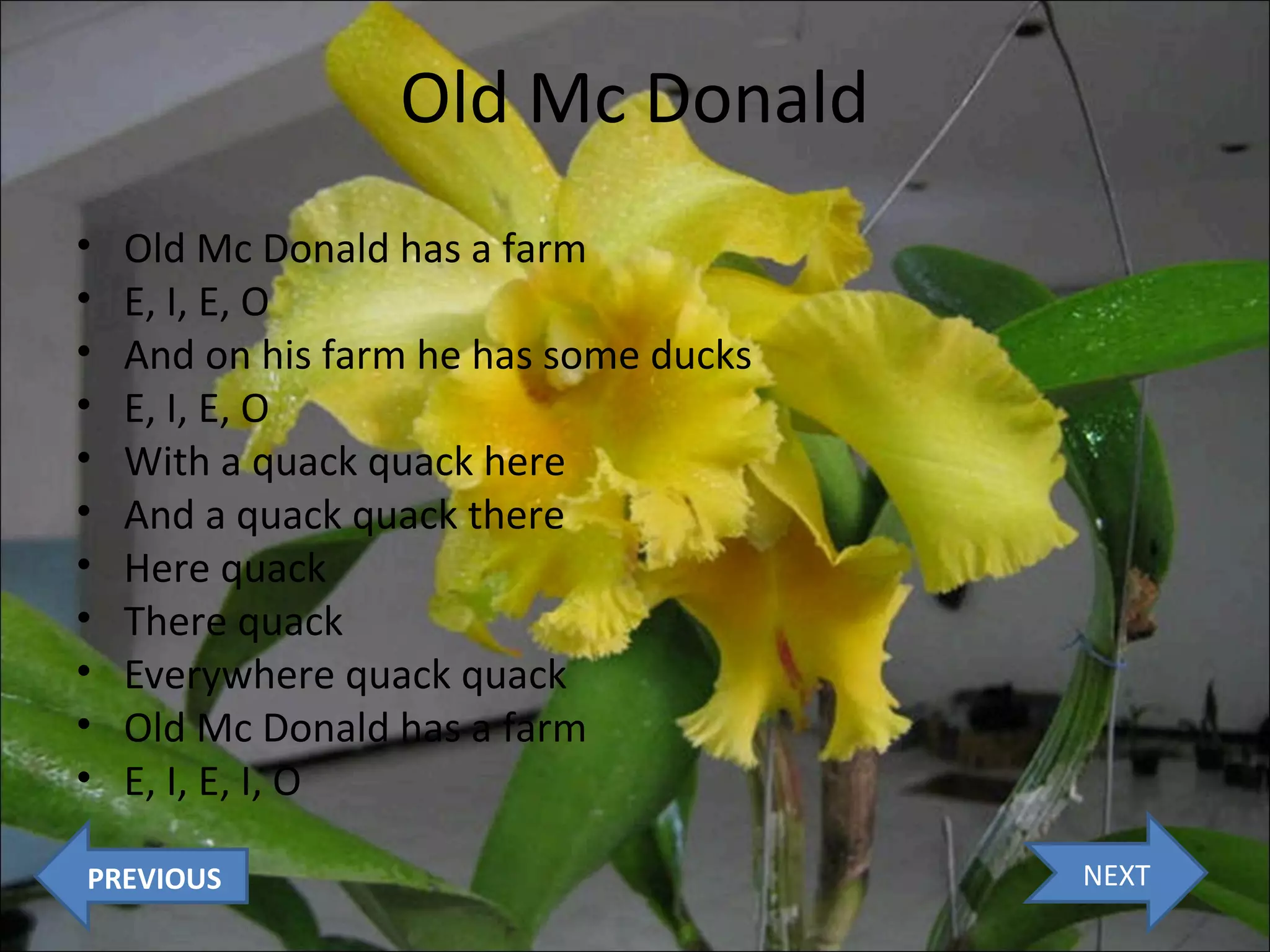 Old Mc Donald
•
•
•
•
•
•
•
•
•
•
•

Old Mc Donald has a farm
E, I, E, O
And on his farm he has some ducks
E, I, E, O
With a quack quack here
And a quack quack there
Here quack
There quack
Everywhere quack quack
Old Mc Donald has a farm
E, I, E, I, O

PREVIOUS

NEXT

 
