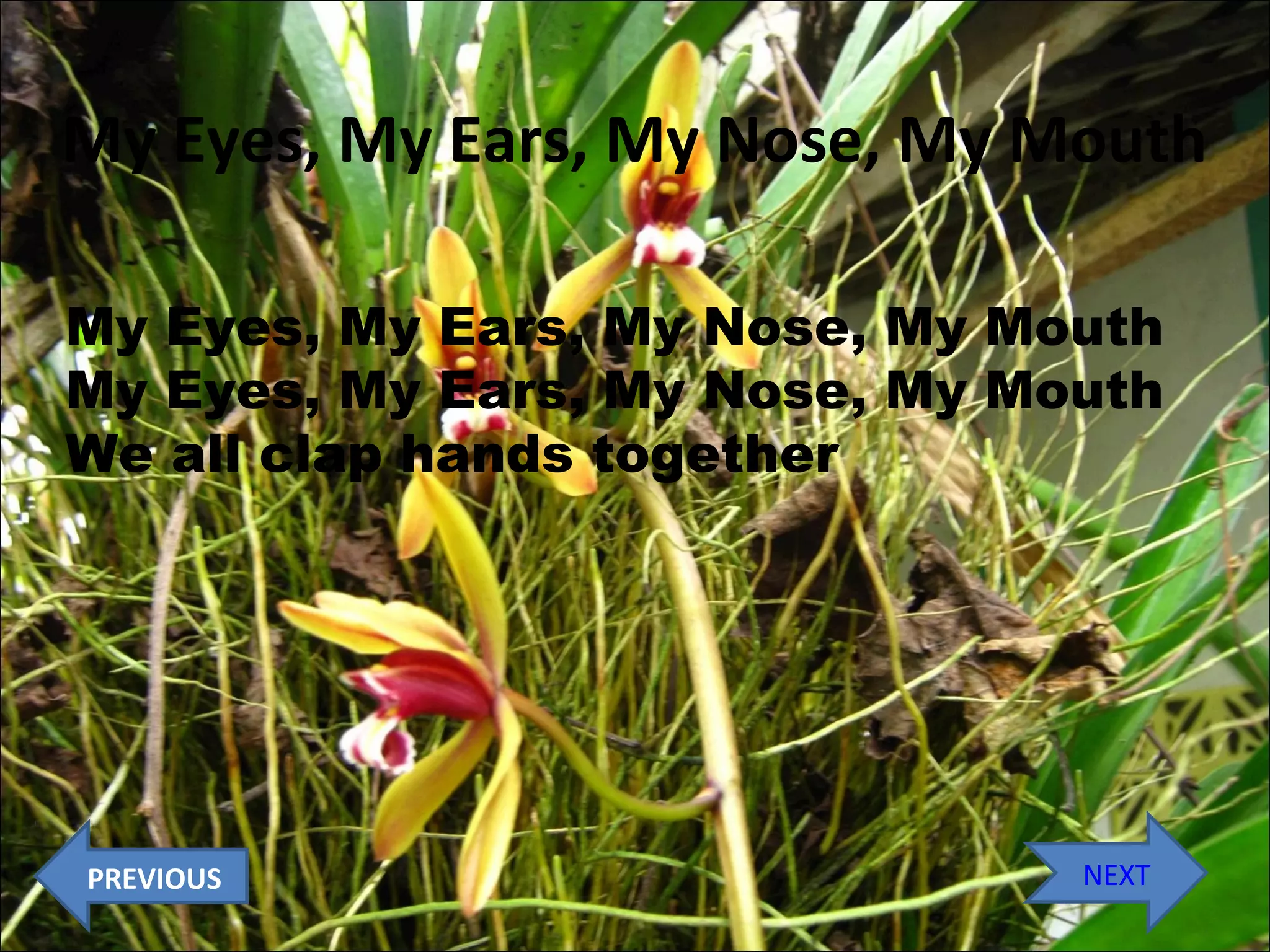 My Eyes, My Ears, My Nose, My Mouth
My Eyes, My Ears, My Nose, My Mouth
My Eyes, My Ears, My Nose, My Mouth
We all clap hands together

PREVIOUS

NEXT

 