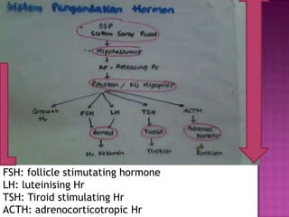 FSH: follicle stimutating hormone
LH: luteinising Hr
TSH: Tiroid stimulating Hr
ACTH: adrenocorticotropic Hr
 