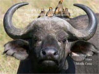 Universidade Federal Rural do Semi Árido
Departamento:Ciências animais
Disciplina:Bubalinocultura
Catarina Diógenes
Flora
Monik Costa
 