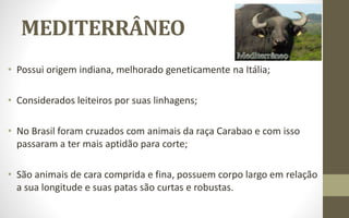 MEDITERRÂNEO
• Possui origem indiana, melhorado geneticamente na Itália;
• Considerados leiteiros por suas linhagens;
• No Brasil foram cruzados com animais da raça Carabao e com isso
passaram a ter mais aptidão para corte;
• São animais de cara comprida e fina, possuem corpo largo em relação
a sua longitude e suas patas são curtas e robustas.
 
