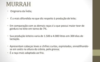 MURRAH
• Originária da Índia;
• É a mais difundida no que diz respeito à produção de leite;
• Em comparação com as demais raças é a que possui maior teor de
gordura no leite em torno de 7%.
• Sua produção leiteira varia de 1.500 a 4.000 litros em 300 dias de
lactação.
• Apresentam cabeças leves e chifres curtos, espiralados, enrodilhando-
se em anéis na altura do crânio, pele grossa;
• É a raça mais adaptada ao frio.
 