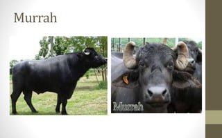 Murrah
 