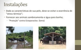 Instalações
• Dada as características de sua pele, deve-se evitar o ocorrência de
"stress térmico“;
• Fornecer aos animais sombreamento e água para banho;
• “Proteção” contra Ectoparasitas (lama)
 