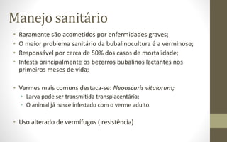 Manejo sanitário
• Raramente são acometidos por enfermidades graves;
• O maior problema sanitário da bubalinocultura é a verminose;
• Responsável por cerca de 50% dos casos de mortalidade;
• Infesta principalmente os bezerros bubalinos lactantes nos
primeiros meses de vida;
• Vermes mais comuns destaca-se: Neoascaris vitulorum;
• Larva pode ser transmitida transplacentária;
• O animal já nasce infestado com o verme adulto.
• Uso alterado de vermífugos ( resistência)
 