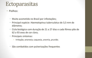 Ectoparasitas
• Piolhos:
• Muito acometido no Brasil por infestações;
• Principal espécie: Haematopinus tuberculatus de 3,5 mm de
diâmetro;
• Ciclo biológico com duração de 21 a 27 dias e cada fêmea põe de
62 a 93 ovos de cor clara;
• Principais sintomas:
• Irritação; anorexia; caquexia, anemia, prurido.
• São combatidos com pulverizações frequentes
 