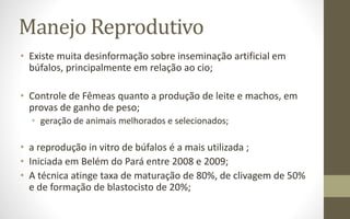Manejo Reprodutivo
• Existe muita desinformação sobre inseminação artificial em
búfalos, principalmente em relação ao cio;
• Controle de Fêmeas quanto a produção de leite e machos, em
provas de ganho de peso;
• geração de animais melhorados e selecionados;
• a reprodução in vitro de búfalos é a mais utilizada ;
• Iniciada em Belém do Pará entre 2008 e 2009;
• A técnica atinge taxa de maturação de 80%, de clivagem de 50%
e de formação de blastocisto de 20%;
 