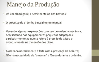 Manejo da Produção
• De um modo geral, é semelhante ao dos bovinos;
• O processo de ordenha é usualmente manual;
• Havendo algumas explorações com uso de ordenha mecânica,
necessitando nos equipamentos pequenas adaptações,
particularmente ao que se refere à pressão de vácuo e
eventualmente na dimensão dos bicos.
• A ordenha normalmente é feita com a presença do bezerro;
• Não há necessidade de "amarrar" a fêmea durante a ordenha.
 