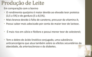 Produção de Leite
Em comparação com o bovino
• O rendimento queijeiro é maior devido ao elevado teor proteico
(3,5 a 5%) e de gordura (5 a 8,5%).
• Mais branco devido à falta de caroteno, precusor da vitamina A;
• Possui sabor mais adocicado por conta do maior teor de lactose.
• É mais rico em cálcio e fósforo e possui menor teor de colesterol;
• Tem o dobro de ácido linoléico conjugado, uma substância
anticancerígena que atua também sobre os efeitos secundários da
obesidade, da arteriosclerose e da diabetes.
 