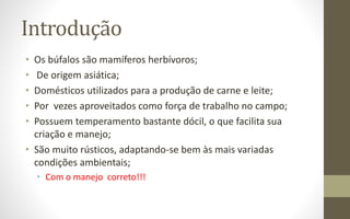 Introdução
• Os búfalos são mamíferos herbívoros;
• De origem asiática;
• Domésticos utilizados para a produção de carne e leite;
• Por vezes aproveitados como força de trabalho no campo;
• Possuem temperamento bastante dócil, o que facilita sua
criação e manejo;
• São muito rústicos, adaptando-se bem às mais variadas
condições ambientais;
• Com o manejo correto!!!
 