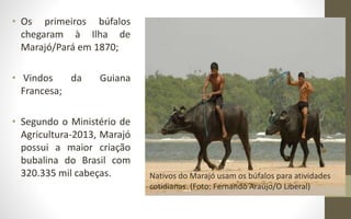 • Os primeiros búfalos
chegaram à Ilha de
Marajó/Pará em 1870;
• Vindos da Guiana
Francesa;
• Segundo o Ministério de
Agricultura-2013, Marajó
possui a maior criação
bubalina do Brasil com
320.335 mil cabeças. Nativos do Marajó usam os búfalos para atividades
cotidianas. (Foto: Fernando Araújo/O Liberal)
 