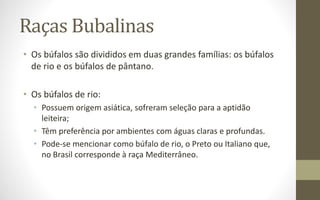 Raças Bubalinas
• Os búfalos são divididos em duas grandes famílias: os búfalos
de rio e os búfalos de pântano.
• Os búfalos de rio:
• Possuem origem asiática, sofreram seleção para a aptidão
leiteira;
• Têm preferência por ambientes com águas claras e profundas.
• Pode-se mencionar como búfalo de rio, o Preto ou Italiano que,
no Brasil corresponde à raça Mediterrâneo.
 