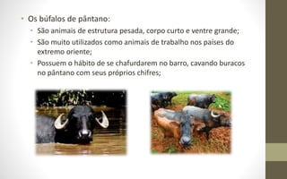 • Os búfalos de pântano:
• São animais de estrutura pesada, corpo curto e ventre grande;
• São muito utilizados como animais de trabalho nos países do
extremo oriente;
• Possuem o hábito de se chafurdarem no barro, cavando buracos
no pântano com seus próprios chifres;
 