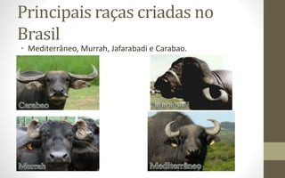 Principais raças criadas no
Brasil
• Mediterrâneo, Murrah, Jafarabadi e Carabao.
 