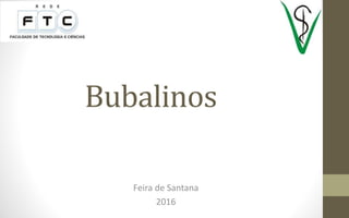 Bubalinos
Feira de Santana
2016
 