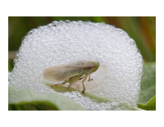 Discover what a Spittle Bug Does
